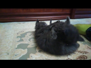 Котята мейн кун питомник blue happiness