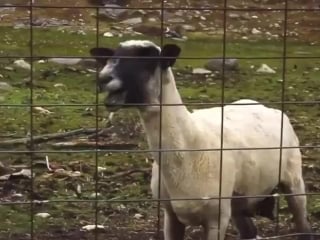 Промах (секс, порно)