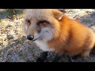 Ли сяо алиса лиса молодые нашли нычку лисы лиса хочет играть забавные моменты выпуск 46