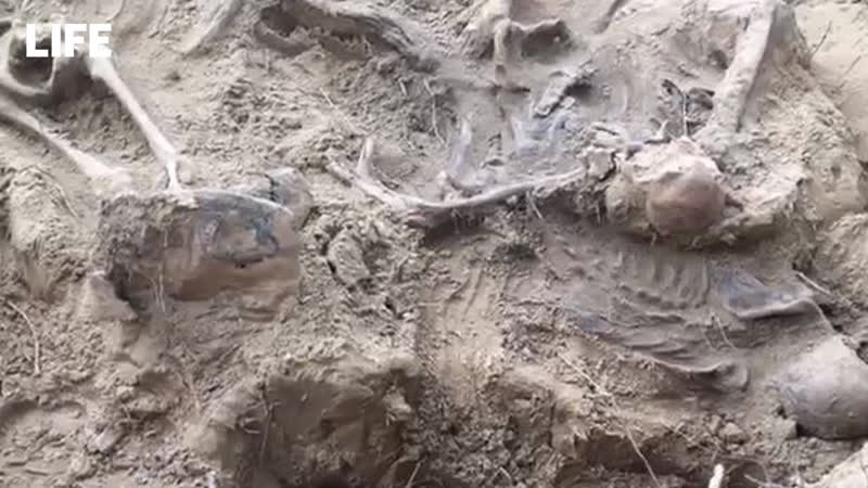 Останки четырёх тысяч человек поднимают под новгородом