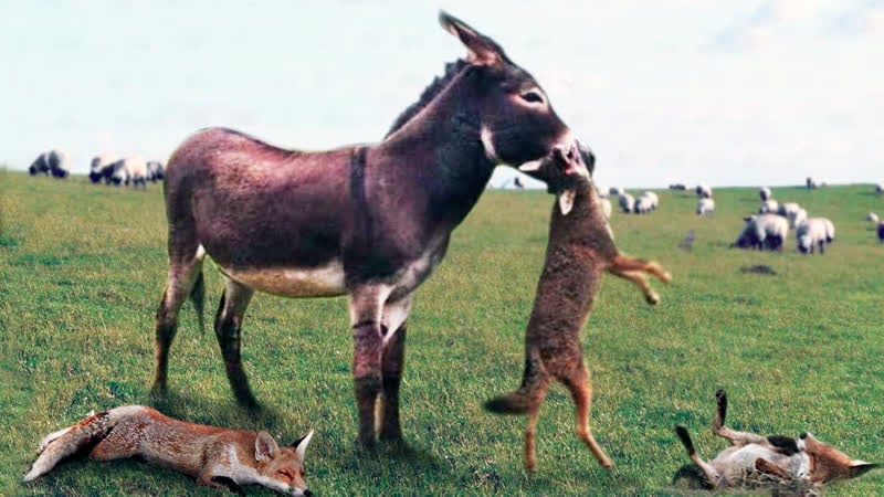 Он вам не лошадь! осёл – самый настоящий воин, ему не страшны гиены, быки, лошади и даже крокодилы!