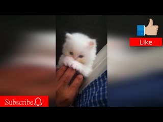 Cute persian kitten shibu