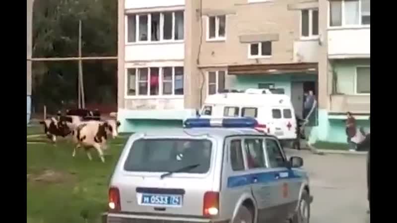 Тёлка гоняет лысого