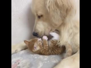 Kitten and good boy become bestest friends