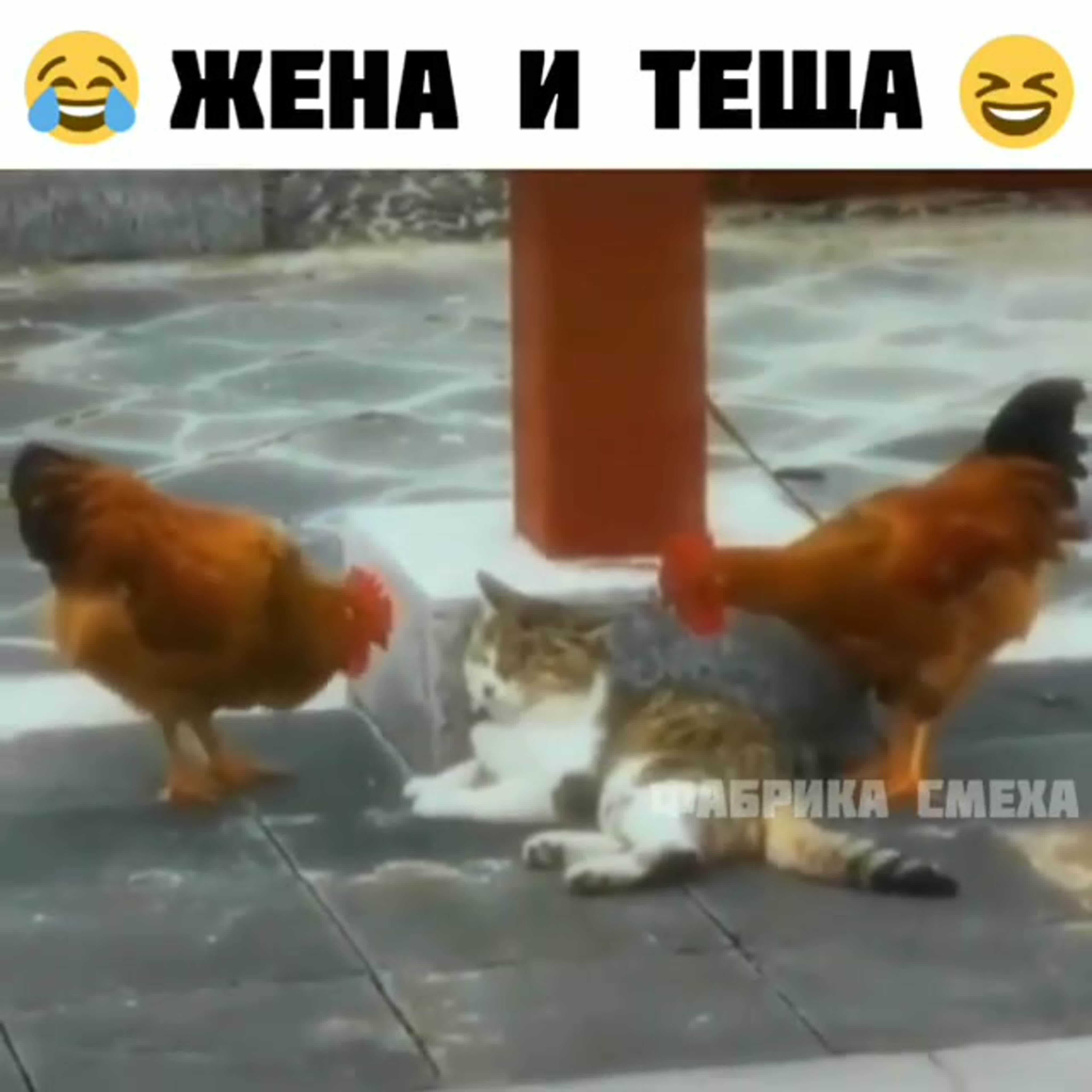 Жена и теща watch online