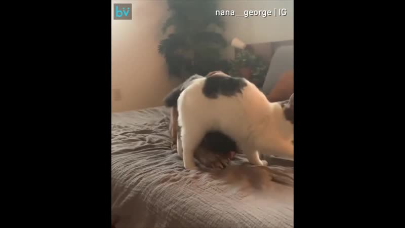 Кроха и большой мастиф