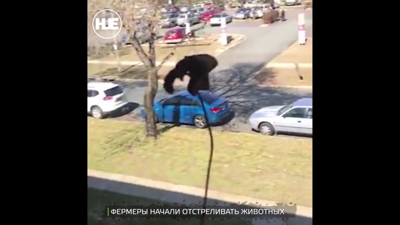 В австралии кенгуру доставляют проблемы городским жителям