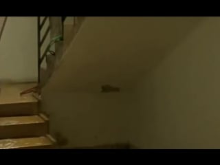 Or (my treasure) (2004) אור הצל שלי