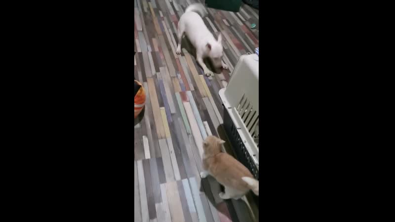 Хоба хоба! виляй жопа!