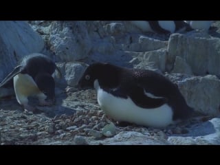 Королевство океанов (2011) фильм четвёртый между сушей и морем