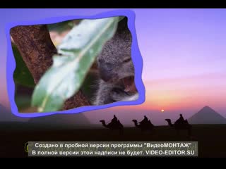 Видеооткрытка wildlife