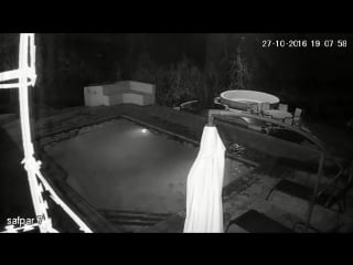 Crocodile attacks couple in private swimming pool