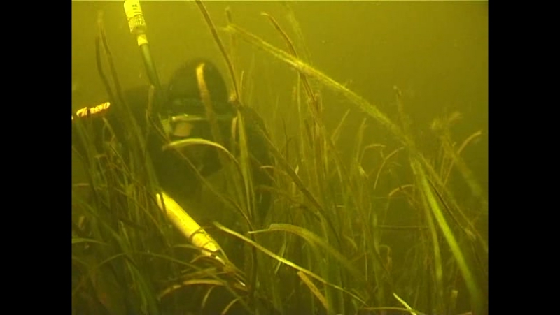 Мир подводной охоты "в двух шагах от дома"