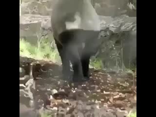 🔥 baby malayan tapir 🔥