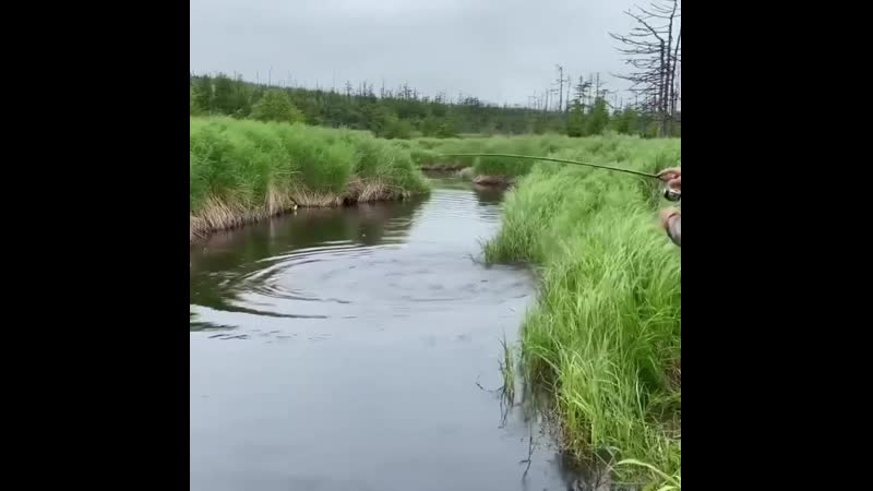 Сахалинский таймень в небольшой протоке