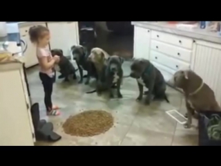 4 year old little girl feeding and controlling 6 pitbulls