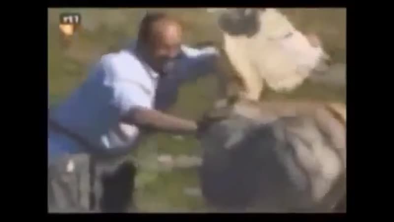 Ишак отимел азера под гимном азербайджана 18+ mp4