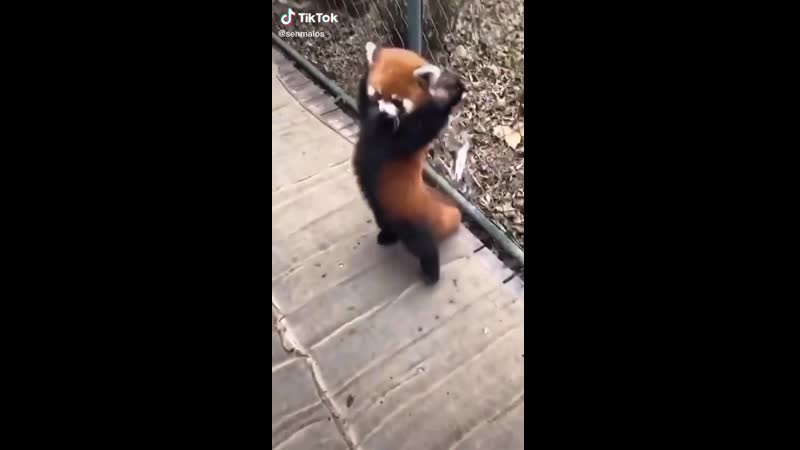 Почему красные панды такие плюшевые