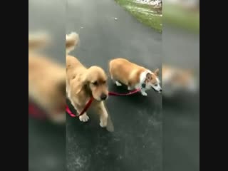 Самодостаточные собачки, друг друга выгуливают )