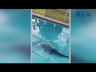 Alligator in residential pool in boca raton