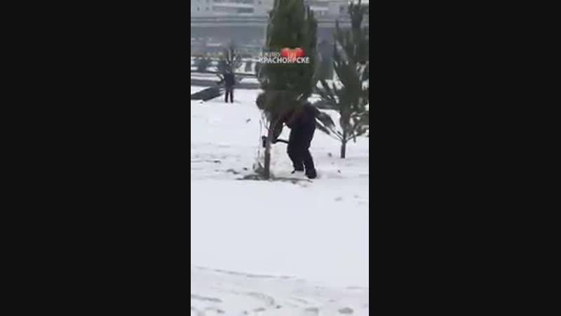 Что делать, когда елочка не растет ноу хау из красноярска