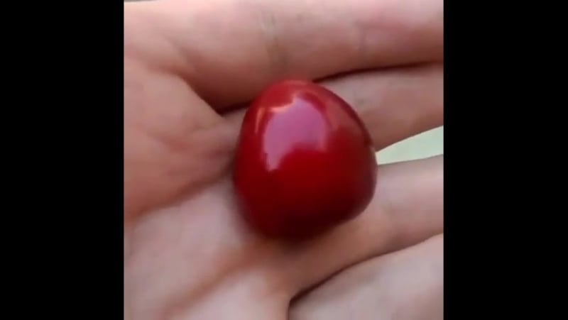 Интересная черешня