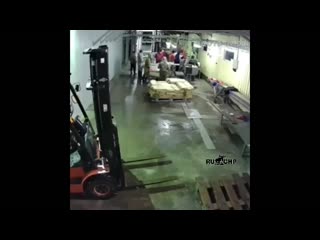 Bear frightened workers at a fish factory