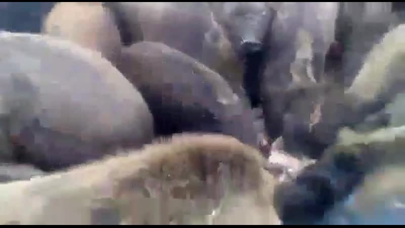 Кормёжка кабанов жесть смотреть всем!!!