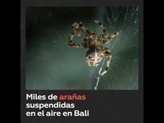 Una telaraña con miles de arañas se extiende por una isla indonesia