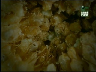 Ввс дикая индия / bbc wild india 6 "влажные леса" watch online