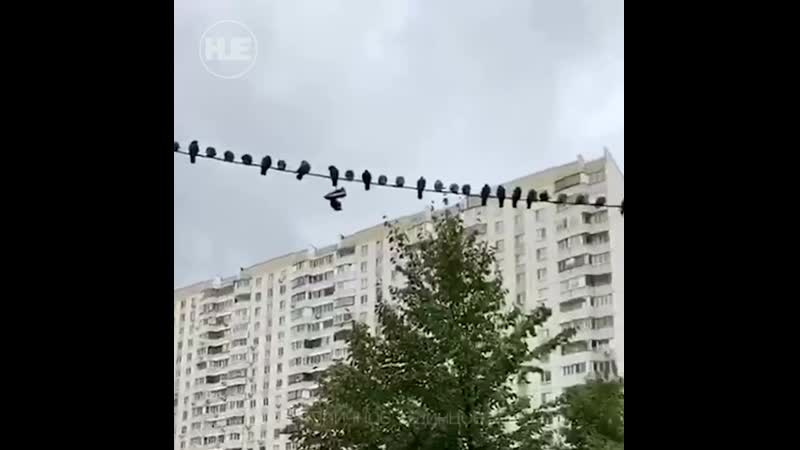 В одинцове птицы оккупировали все провода