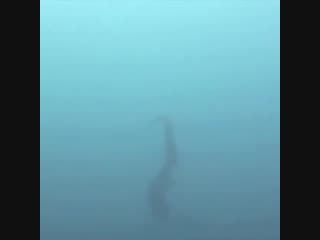 When hunting, a thresher shark's tail moves so quickly that it lowers the pressure in front of it, causing the water to boil sm