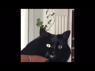 Cat pirate or pirat cat