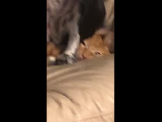 No kitties were harmed in the making of this video