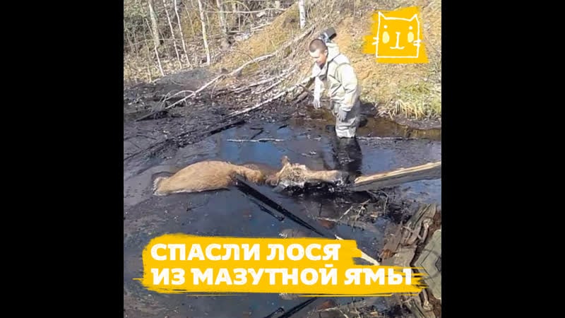 Лось угодил в яму с мазутом