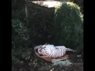 Большие киски тоже любят коробки