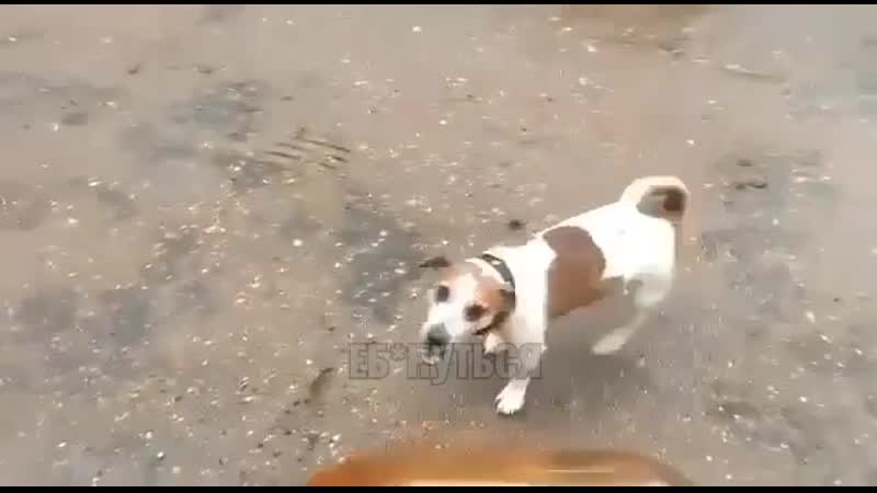 Баян но сука какой с псом все хорошо