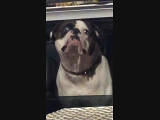 Locked eyes with this fella at the grocery store