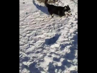 Husky ivita irkutsk подружки веселушки;)))