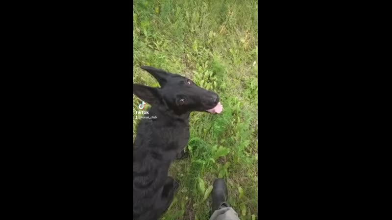 Как кинологи ходят за грибами (vhs video)