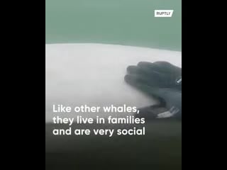 Russian diver finds a beluga whale bro