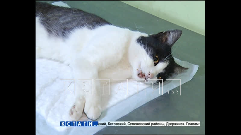 Впечатляющий садизм чтобы удивить девушку, юноша решил убить кота