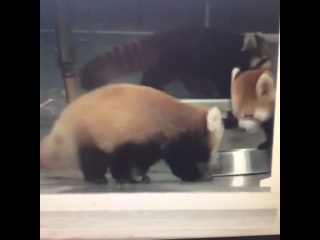 Max carter red pandas are easily scared lol funny porn  