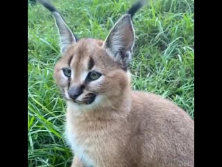 This caracal kitten has perfected her ear flick