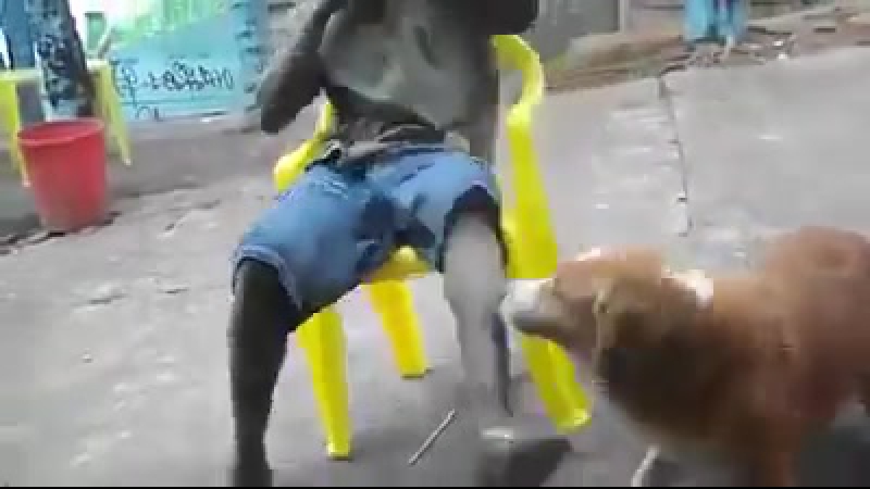 Ай негр ай итпен ойнап нең бар)