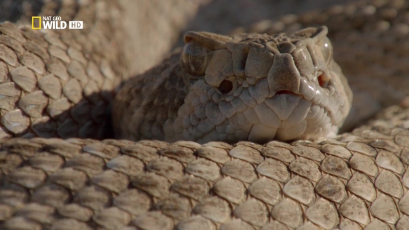 Национальные парки америки 7 я серия (сагуаро) hd 720p