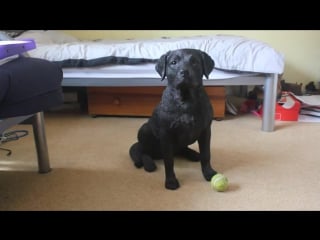 Когда собака на отлично выполняет команду "замер"