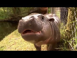 Baby pygmy hippo