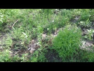 Vid 20200515 154042 mp4