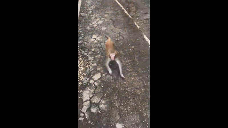 Обезьяна макака напала на девушку тольятти